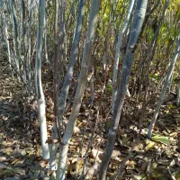 نهال فروشی منفردی|خدمات باغبانی و درختکاری|میاندوآب, |دیوار