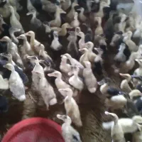 فروش جوجه اردک ۲۸ روزه واقعی|حیوانات مزرعه|رشت, دخانیات|دیوار