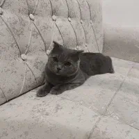 گربه نر ۸ ماهه اسکاتیش فولد|گربه|بابلسر, |دیوار