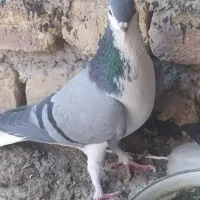 کبوتر بدرنگ