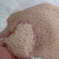 برنج پاکوتاه فجر