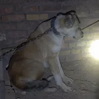 سگ افغان و سرابی|سگ|مشهد, همت آباد|دیوار