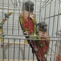 گرینچیک یلوسایید|پرنده|بومهن, |دیوار