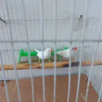 یک عدد فنچ سفید نژاد آلبینو