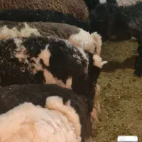 بره نر چیده چاق شیری