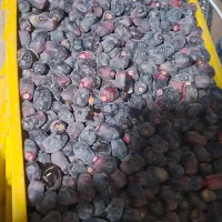 فروش ۲۰تن خرمای ۶/۵کیلویی