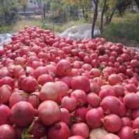 انار و اب انار رامشه