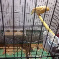 قناری|پرنده|یزد, |دیوار