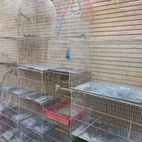 قناری قفس 60و 50 و...|پرنده|مشهد, فاطمیه|دیوار