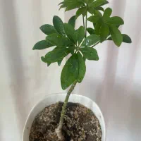 گل طبیعی خانگی|گل و گیاه طبیعی|ارومیه, |دیوار