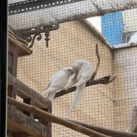 عروس هلندی آلبینو مولد