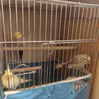 عروس هلندی|پرنده|تهران, هفده شهریور|دیوار