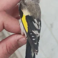 جوجه سهره رسمی رنگ طوسی رنگ خاص