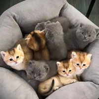 گربه فنجونی/ ،گربه کوچولو/ گربه کوتوله