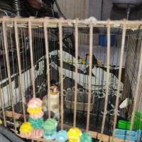 قناری نر وسقا|پرنده|کرمان, |دیوار