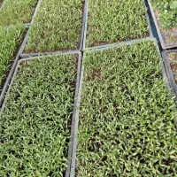 فروش انواع نشا باکسی فلفل و...