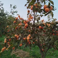 خرمالو سیبی ـ گوجه ای