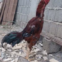 تخم لاری|حیوانات مزرعه|رشت, یخسازی|دیوار