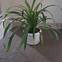 گل با گلدان