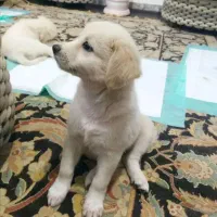 شیتزو اشپیتز ۳۵۰