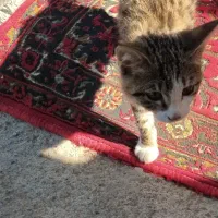 گربه ملوس وزرنگ باهوش