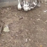 غاز محلی ۱۴ عدد|حیوانات مزرعه|رشت, لاکان شهر|دیوار