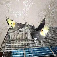 عروس هلندی جفت