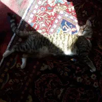 واگذاری گربه ماده پنج ماهه