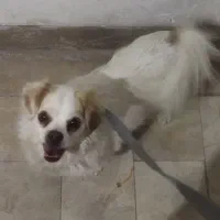 معاوضه سگ با چیزی که به کارم بیاد|سگ|سمنان, |دیوار