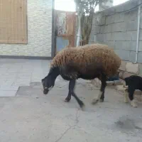 سه‌عدد‌شک‌