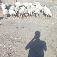 بوقلمون نر درجه ۱|حیوانات مزرعه|کرمانشاه, |دیوار