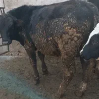 گاو|حیوانات مزرعه|سیدآباد, |دیوار