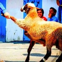 انواع گوسفند‌ محلی چاق بره نذری|حیوانات مزرعه|قم, ارم|دیوار