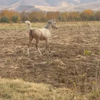 کره مادیان عرب|اسب و تجهیزات اسب‌سواری|بروجرد, |دیوار