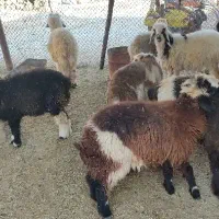 بره لری|حیوانات مزرعه|مسجد سلیمان, |دیوار