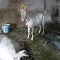 بزسانن نر۲راس اصل فرانسوی