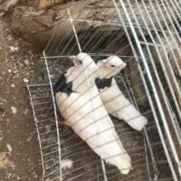 یک جفت طوقی و یدونه خرقه معاوضه با نقش|پرنده|شاهینشهر, پاسداران|دیوار