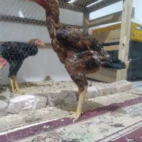 خروس لاری تورک|حیوانات مزرعه|شوط, |دیوار