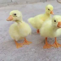 جوجه قوقاز اصل250