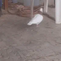 یک جفت کبوتر طوق خفت بسیار خشکل