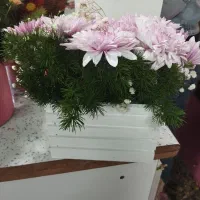 تولید و ساخت باکس گل