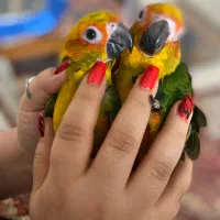 طوطی خورشیدی