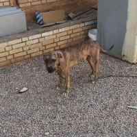 پیتبول نر1/5بسیارباهوش وحرف گوش کن|سگ|اهواز, سپیدار|دیوار