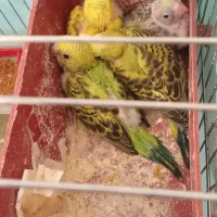 یک جفت مرغ عشق با چاهارتا جوجه|پرنده|فسا, |دیوار