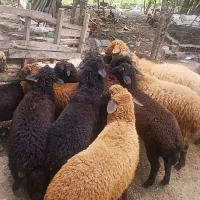 بره گوسفند نر ۱۲راس یک راس ماده