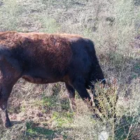 گوساله ماده گوشتی|حیوانات مزرعه|قشلاق دشت, |دیوار