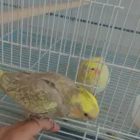 جوجه عروس هلندی و مرغ مینا