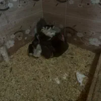 فروش جوجه های گلین و سلطان و بارگ مرغ و خروس|حیوانات مزرعه|شیراز, شهرک صنعتی شیراز|دیوار