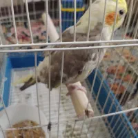 عروس هلندی|پرنده|کهریزک, |دیوار