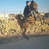 کرد|اسب و تجهیزات اسب‌سواری|قیدار, |دیوار